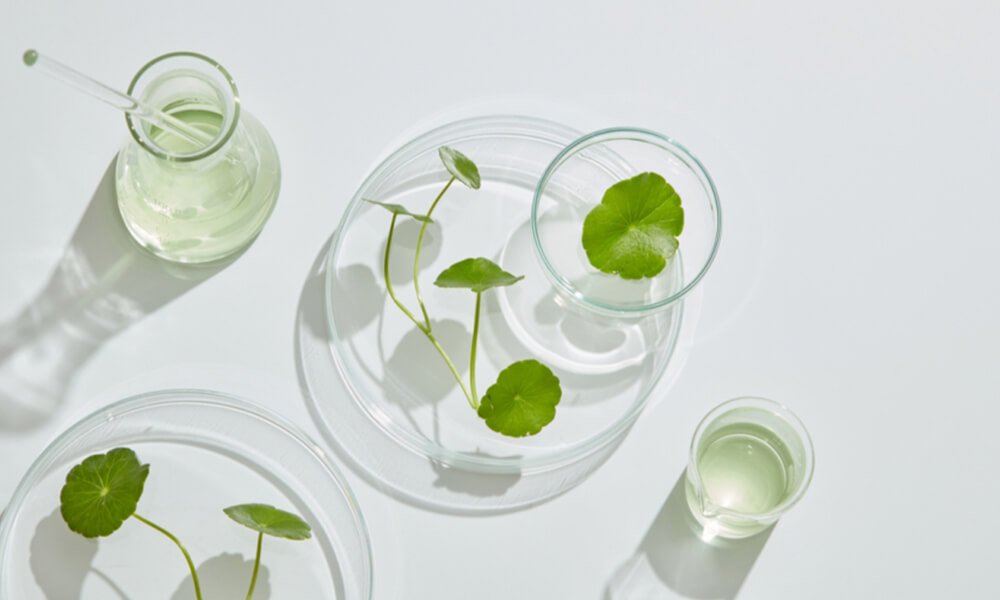 Centella Asiatica antioxidants